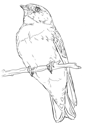 Cliff Swallow Coloring Page